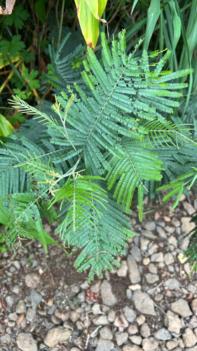 Acacia mearnsii observed 2026-07-17