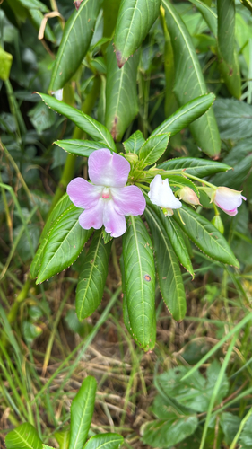 Impatiens sodenii, 2026-07-17