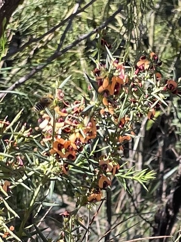 gorse bitter pea