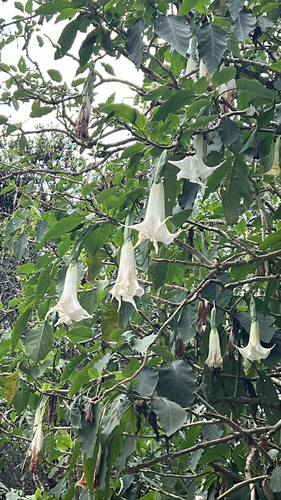 Brugmansia arborea, 2026-07-17