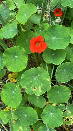 Tropaeolum majus observed 2026-07-17