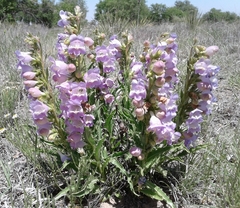 Penstemon jamesii