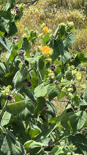 Abutilon grandifolium observed 2026-07-18