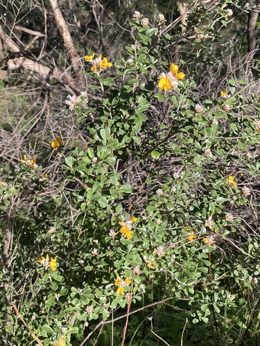 Large-leaf Bush Pea
