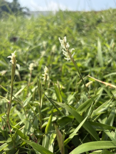 Ischaemum muticum observed 2026-08-23