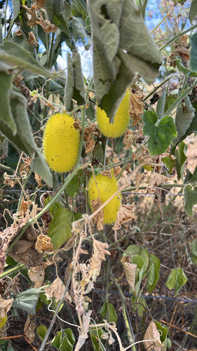 Cucumis dipsaceus observed 2026-07-18