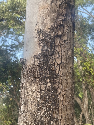 Corymbia tessellaris, photograph 2