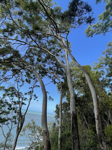 Corymbia tessellaris, photograph 3