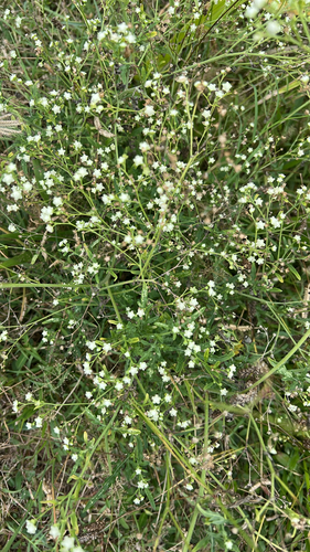 Parthenium hysterophorus observed 2026-07-21