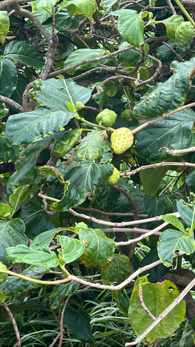 Morinda citrifolia observed 2026-07-21