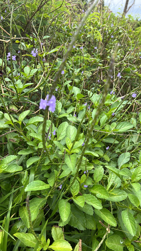 Stachytarpheta jamaicensis observed 2026-07-21
