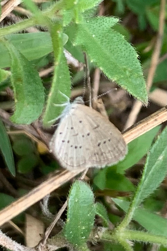 Lesser Grass Blue