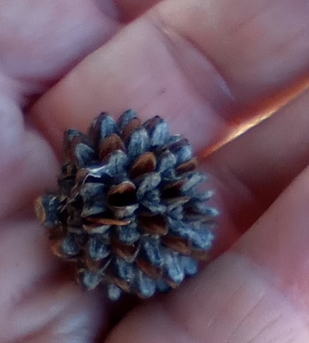 Casuarina cristata observed 2026-08-29