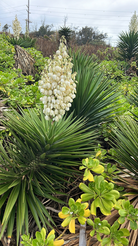 Yucca aloifolia observed 2026-07-21