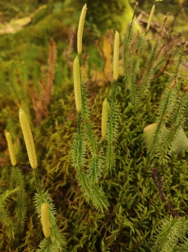 interrupted clubmoss