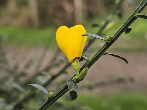 Scotch Broom