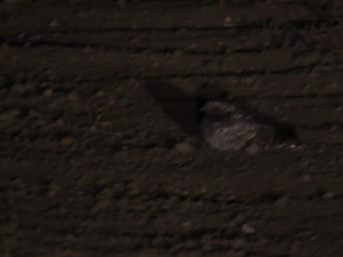 Common Poorwill observed by mikelesnik