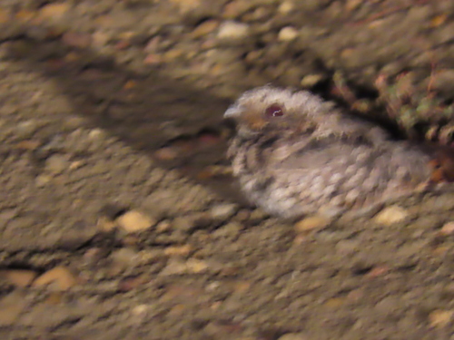 Common Poorwill observed by mikelesnik