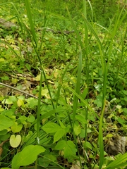 Carex digitalis
