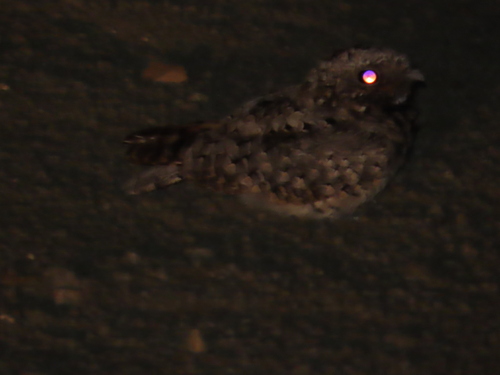 Common Poorwill observed by mikelesnik