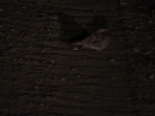 Common Poorwill observed by mikelesnik