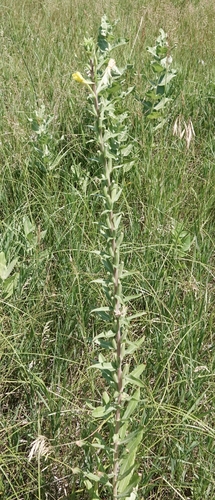 Oenothera villosa, photograph 4