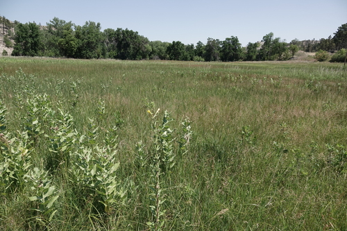 Oenothera villosa, photograph 5