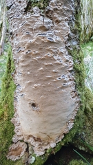 Phellinus laevigatus