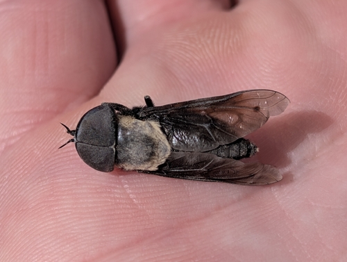 Western Black Horse Fly