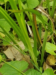 Carex digitalis