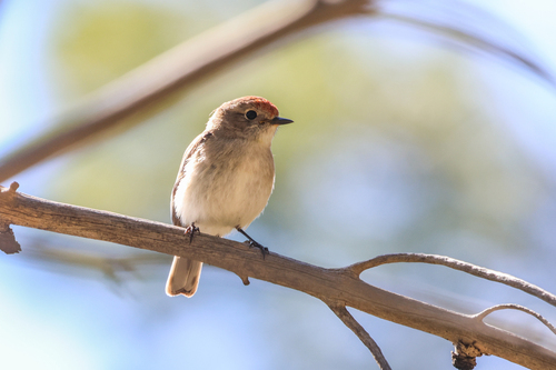 Red-capped Robin