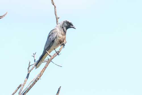 Black-faced Cuckooshrike