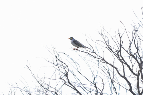 Noisy Miner