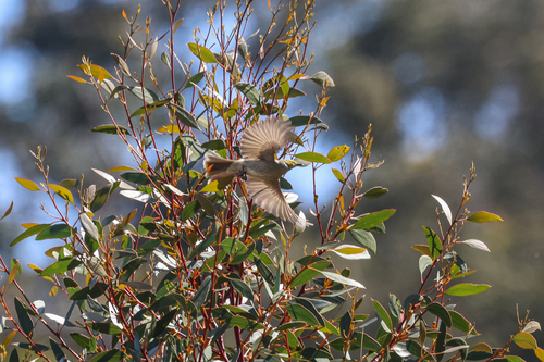White-plumed Honeyeater