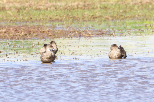 Grey Teal