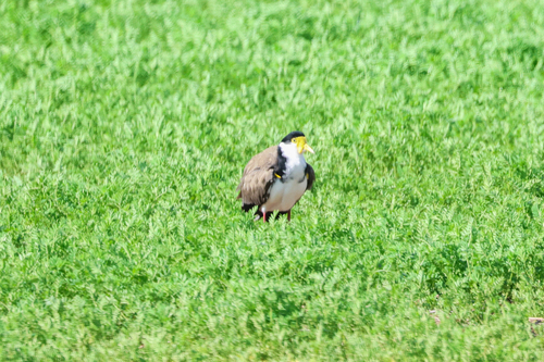 Masked Lapwing
