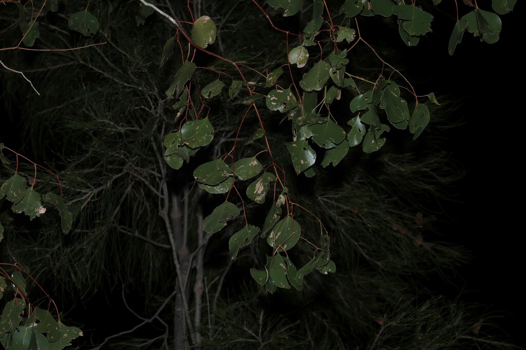 Eucalyptus populnea; photograph (c) Greg Tasney, some rights reserved (CC BY-SA)
