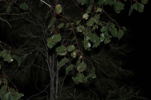 Eucalyptus populnea