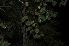 Eucalyptus populnea
