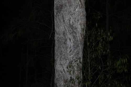 Eucalyptus populnea, photograph 1