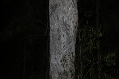 (c) Greg Tasney, some rights reserved (CC BY-SA) Eucalyptus populnea, photograph (c) Greg Tasney, some rights reserved (CC BY-SA)