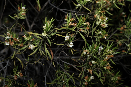 Eremophila mitchellii, photograph 6