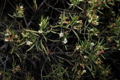 Eremophila mitchellii, photograph (c) Greg Tasney, some rights reserved (CC BY-SA)