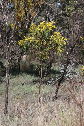 Golden Wattle