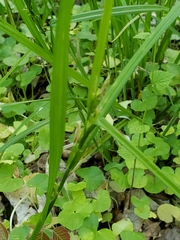 Carex digitalis