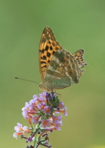 Silver-washed Fritillary