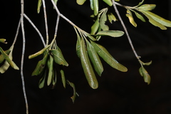 Flindersia maculosa, photograph (c) Greg Tasney, some rights reserved (CC BY-SA)
