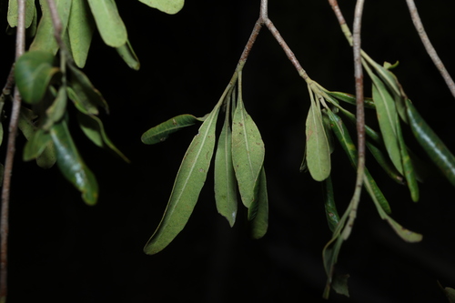 Flindersia maculosa, photograph 5