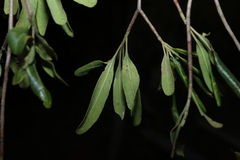 Flindersia maculosa, photograph (c) Greg Tasney, some rights reserved (CC BY-SA)