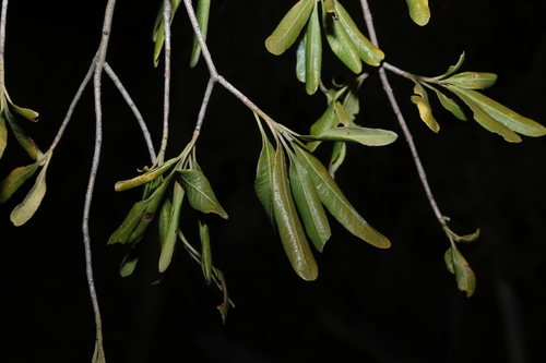Flindersia maculosa, photograph 6